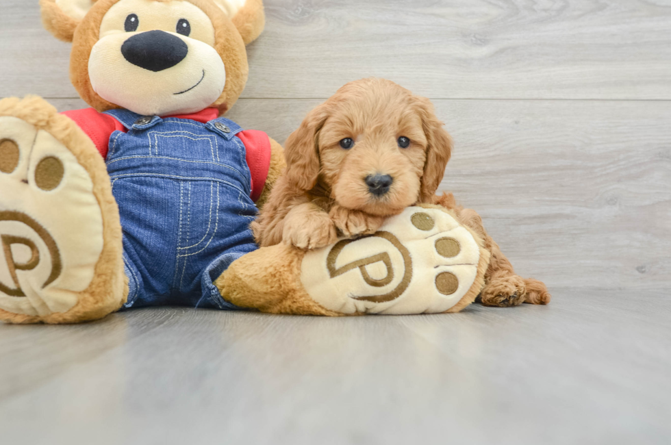 6 week old Mini Goldendoodle Puppy For Sale - Seaside Pups