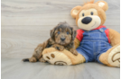 Best Mini Goldendoodle Baby
