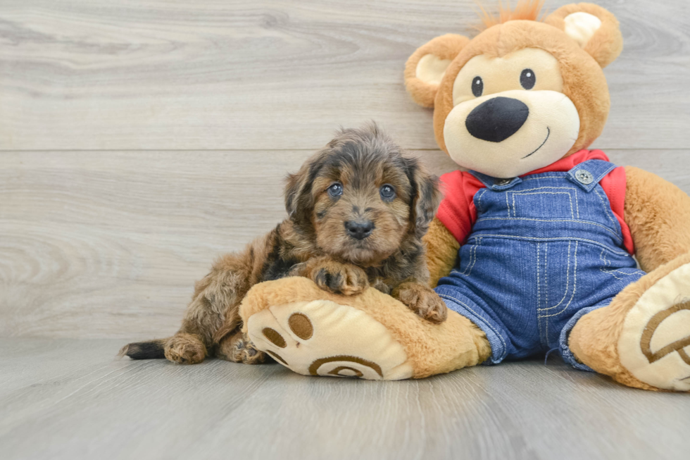 Best Mini Goldendoodle Baby
