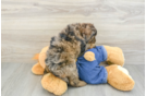 Best Mini Goldendoodle Baby