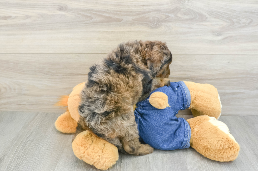 Best Mini Goldendoodle Baby