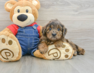 7 week old Mini Goldendoodle Puppy For Sale - Seaside Pups