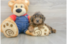 Mini Goldendoodle Puppy for Adoption