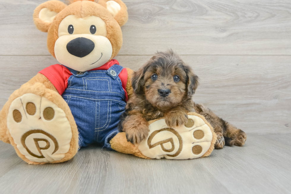 Mini Goldendoodle Puppy for Adoption