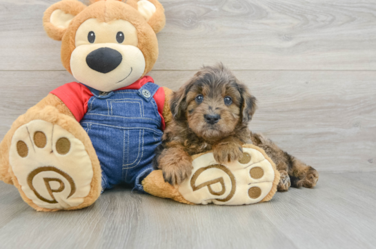 Mini Goldendoodle Puppy for Adoption
