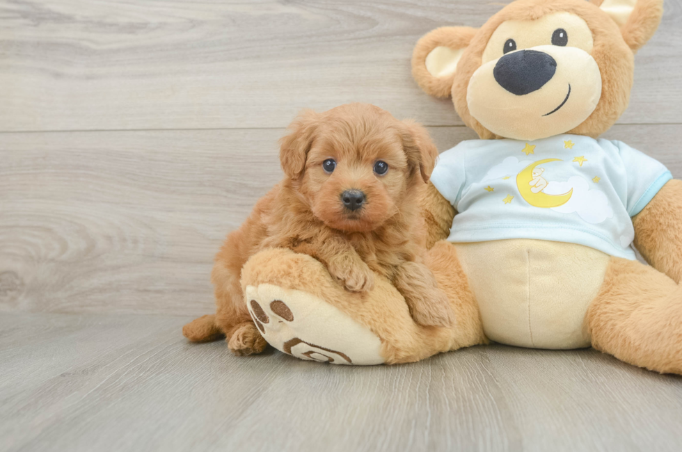 6 week old Mini Goldendoodle Puppy For Sale - Seaside Pups
