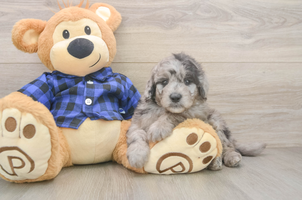 6 week old Mini Goldendoodle Puppy For Sale - Seaside Pups