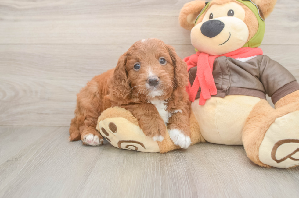 5 week old Mini Goldendoodle Puppy For Sale - Seaside Pups