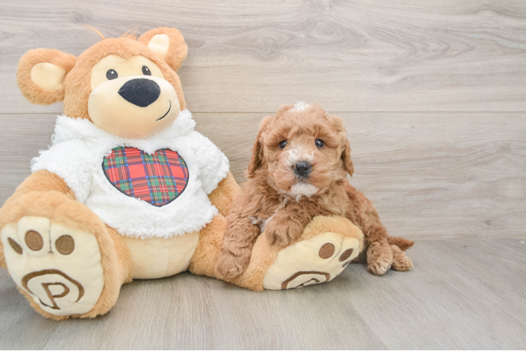 Funny Mini Goldendoodle Poodle Mix Pup