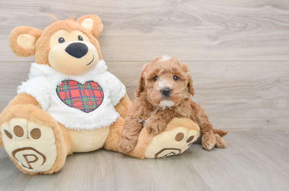 5 week old Mini Goldendoodle Puppy For Sale - Seaside Pups