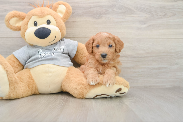 Funny Mini Goldendoodle Poodle Mix Pup