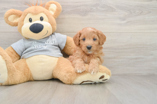 Funny Mini Goldendoodle Poodle Mix Pup