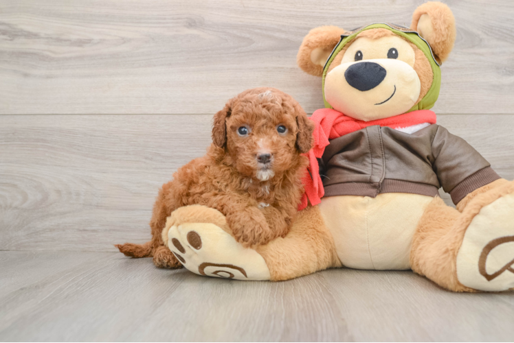 Best Mini Goldendoodle Baby