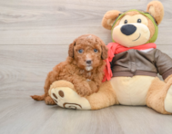 6 week old Mini Goldendoodle Puppy For Sale - Seaside Pups