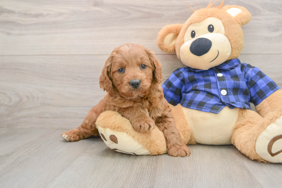 Mini Goldendoodle Pup Being Cute
