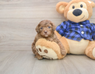 7 week old Mini Goldendoodle Puppy For Sale - Seaside Pups