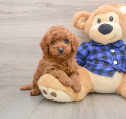 7 week old Mini Goldendoodle Puppy For Sale - Seaside Pups