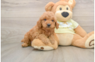 Mini Goldendoodle Pup Being Cute