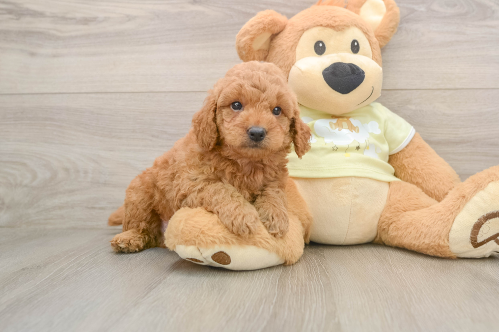 Mini Goldendoodle Pup Being Cute