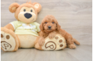 Playful Mini Groodle Poodle Mix Puppy