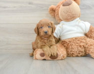 8 week old Mini Goldendoodle Puppy For Sale - Seaside Pups