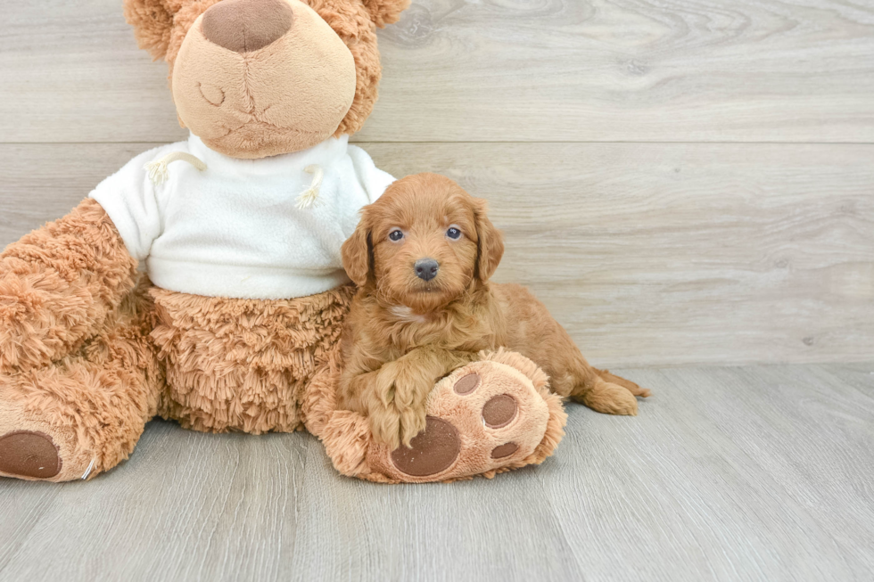 Mini Goldendoodle Pup Being Cute