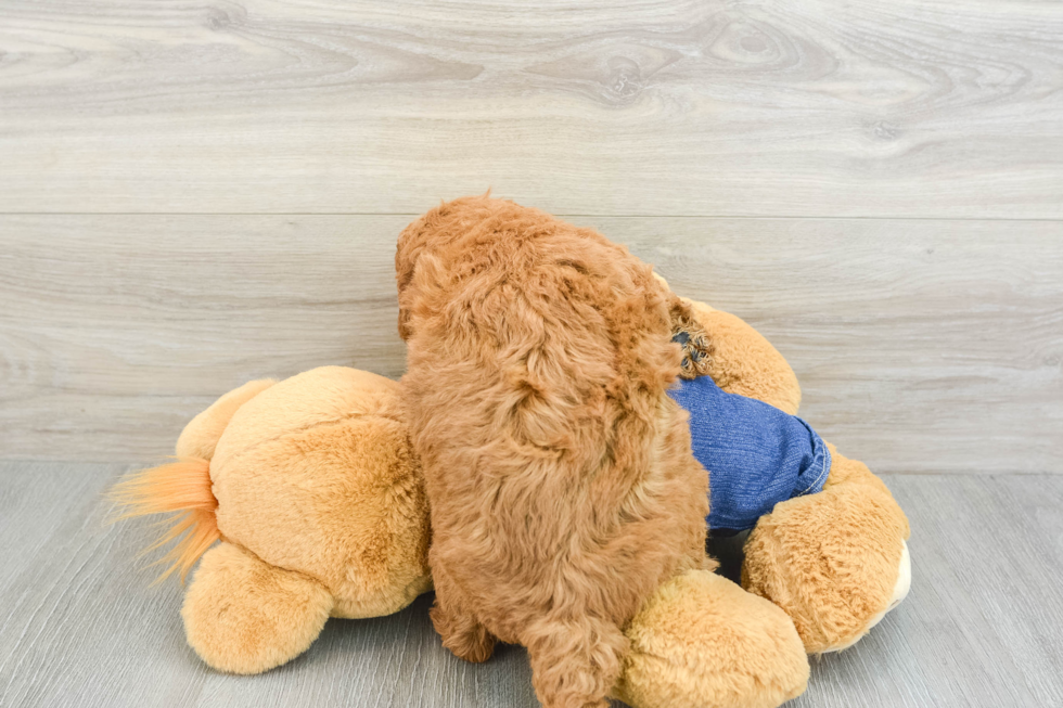 Mini Goldendoodle Puppy for Adoption