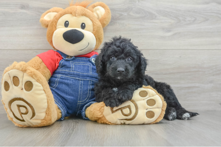 Mini Goldendoodle Pup Being Cute