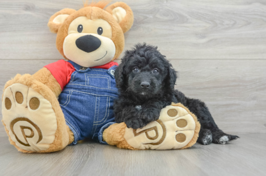 Mini Goldendoodle Pup Being Cute