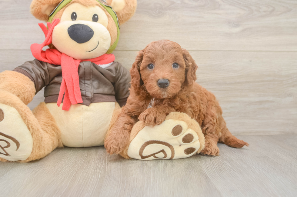 5 week old Mini Goldendoodle Puppy For Sale - Seaside Pups