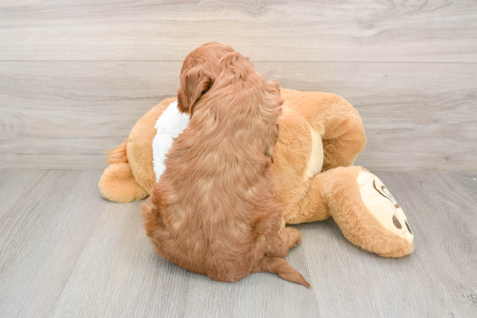 Smart Mini Goldendoodle Poodle Mix Pup