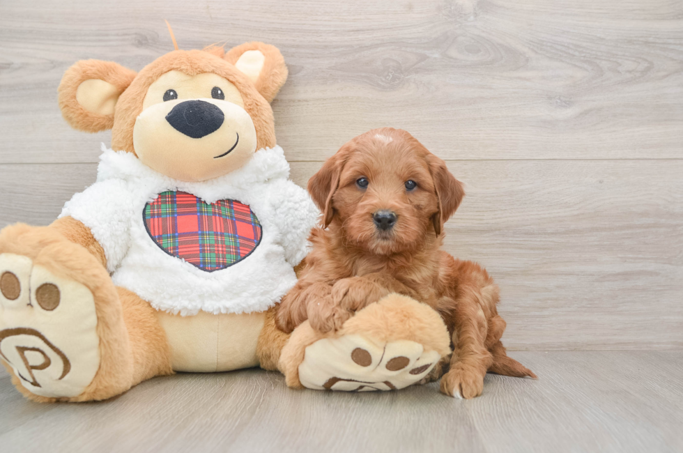 5 week old Mini Goldendoodle Puppy For Sale - Seaside Pups