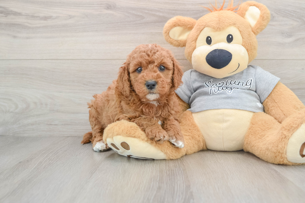Mini Goldendoodle Pup Being Cute