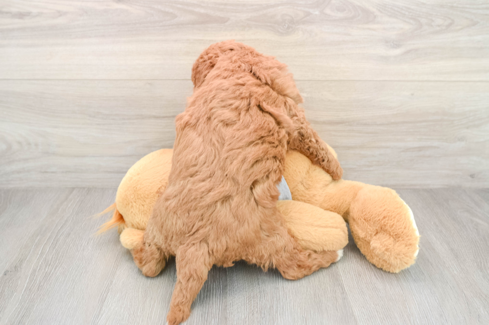 Best Mini Goldendoodle Baby