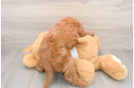 Mini Goldendoodle Puppy for Adoption