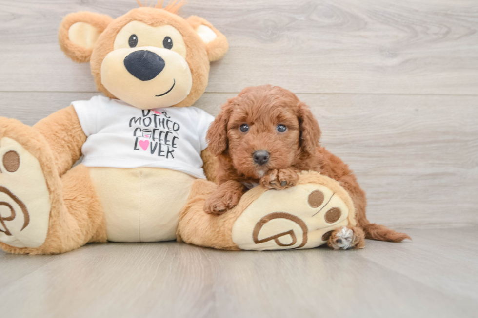 Mini Goldendoodle Pup Being Cute