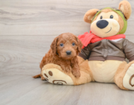 6 week old Mini Goldendoodle Puppy For Sale - Seaside Pups