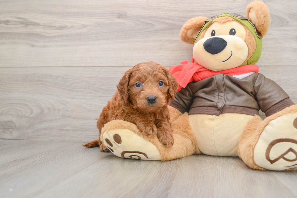 Best Mini Goldendoodle Baby