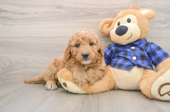 Small Mini Goldendoodle Baby