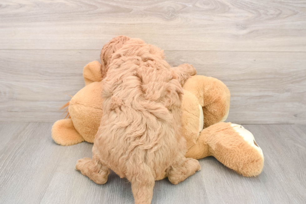 Mini Goldendoodle Puppy for Adoption