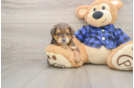 Fluffy Mini Goldendoodle Poodle Mix Pup