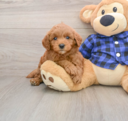 7 week old Mini Goldendoodle Puppy For Sale - Seaside Pups