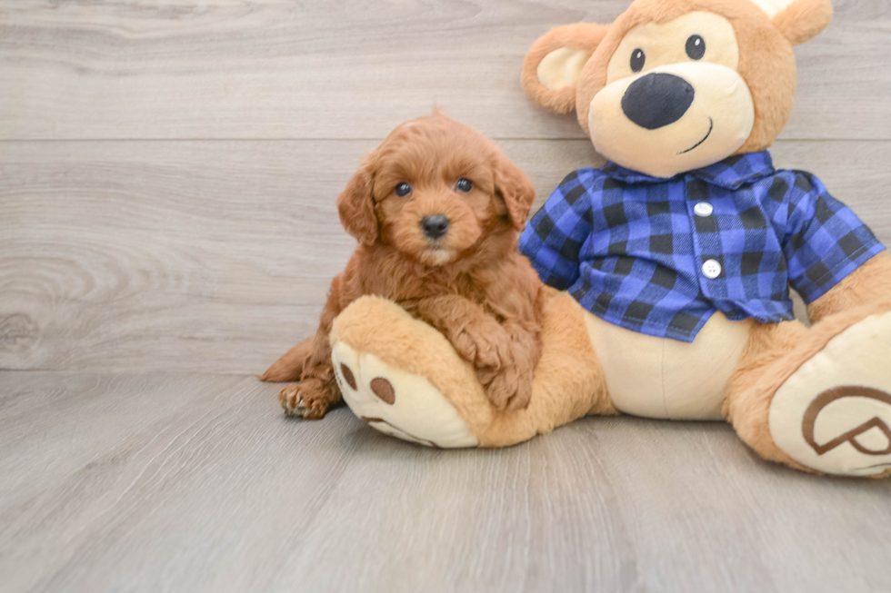 Friendly Mini Goldendoodle Baby
