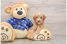 Mini Goldendoodle Pup Being Cute