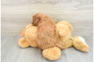 Little Mini Goldenpoo Poodle Mix Puppy