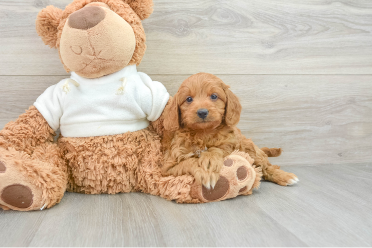 Friendly Mini Goldendoodle Baby