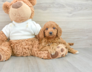 9 week old Mini Goldendoodle Puppy For Sale - Seaside Pups