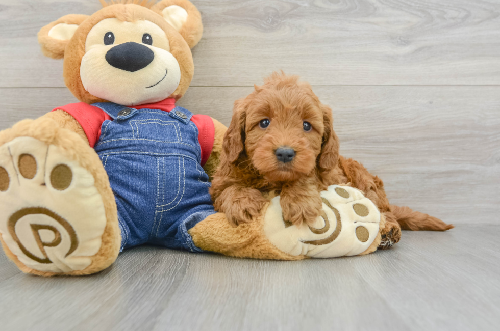 6 week old Mini Goldendoodle Puppy For Sale - Seaside Pups