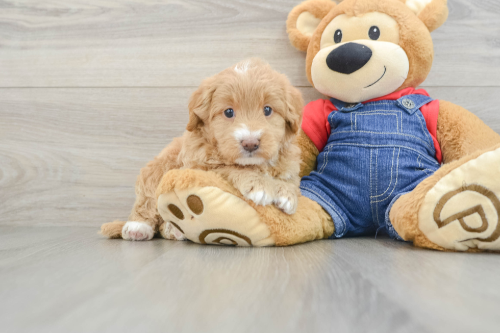 Mini Goldendoodle Puppy for Adoption