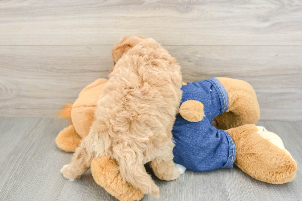 Best Mini Goldendoodle Baby